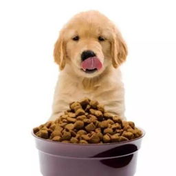 捷报 宁波首张国外宠物食品进口登记证花落保税区企业